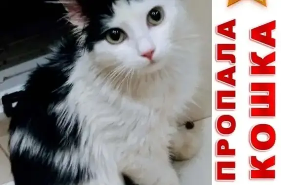 Кошки потеряшки, Москва, фото: Потеряшка черно-белая кошечка, 4 мес. Москва, 3-й Дорожный проезд, 4к1.