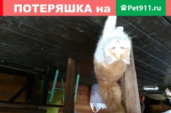 Найдена рыжая кошка в Санкт-Петербурге, Белоостровская улица
