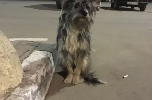 Найдена собака на пл. Советская, Нижний Новгород