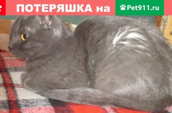 Найдена кошка в Волгограде с ошейником
