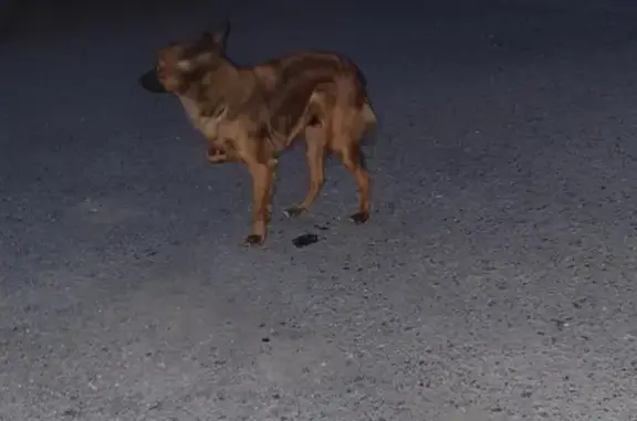 Собака на улице Малиновского