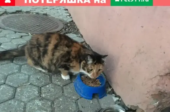 Найдена кошка на ул. Свердлова, Ярославль