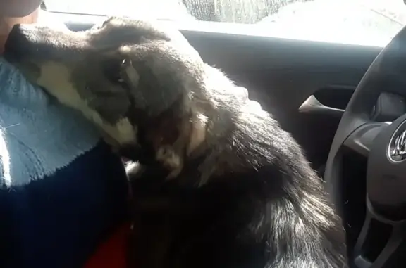 Найдена собака в Сколково, ищет дом