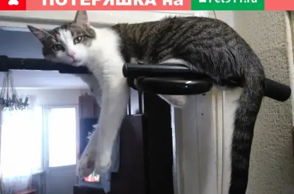 Пропал кот Барсик на Мира 52, Сыктывкар.