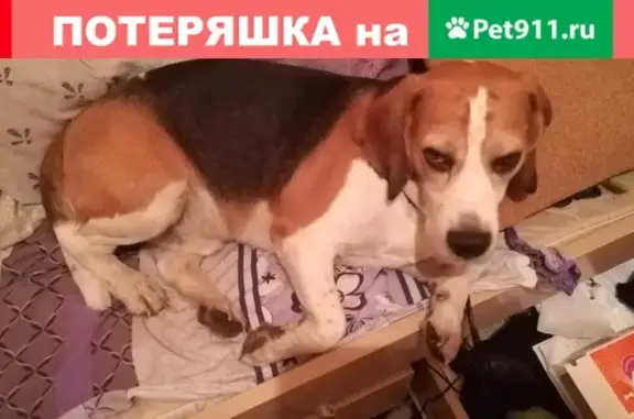 Собака найдена на ул. Фадеева в Балашихе, ищем хозяина!