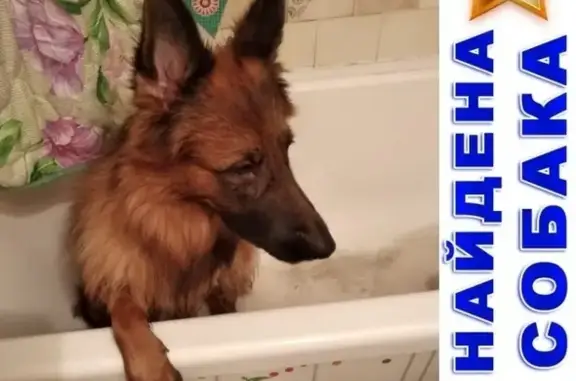 Найдена собака в Измайлово, Москва