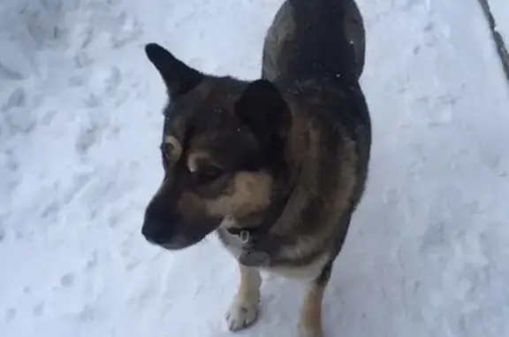 Пропала собака Тузик в Казани, вознаграждение за информацию