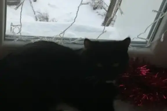 Пропала кошка на улице Чехова в Пушкино