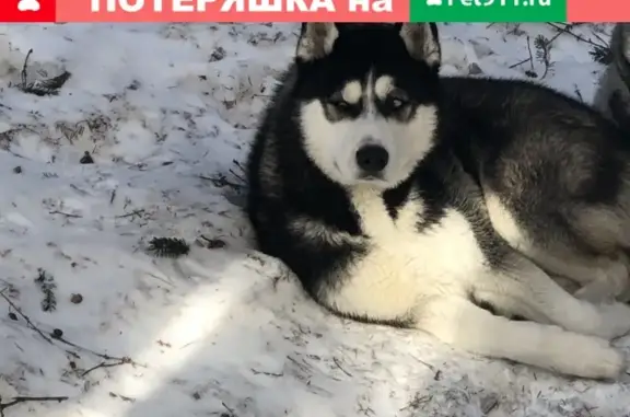 Пропала собака Брюс на Быковском Шоссе, Малаховка