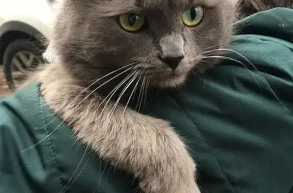 Найден серый кот на 15-й Парковой улице, 47к5