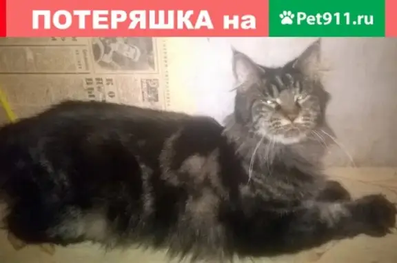 Пропала кошка Мейн кун в Екатеринбурге на ул. Зенитчиков, 14