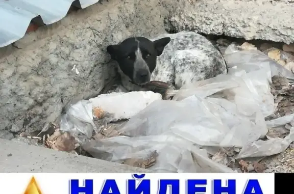 Собака нуждается в помощи в Волгограде, В. о.