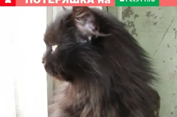 Найдена черная кошка на ул. Кольцова