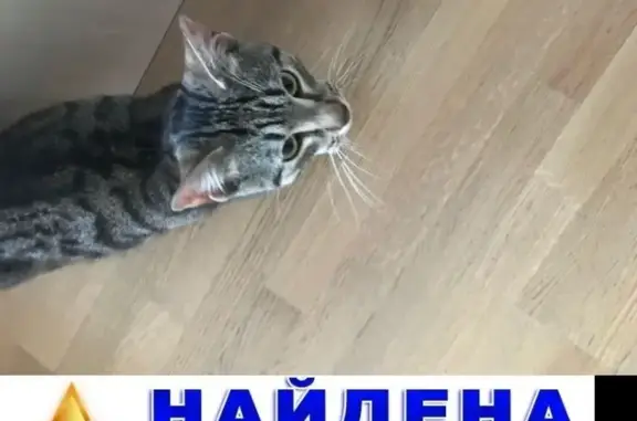 Найден тигровый кот, возраст 1 год, в СПб