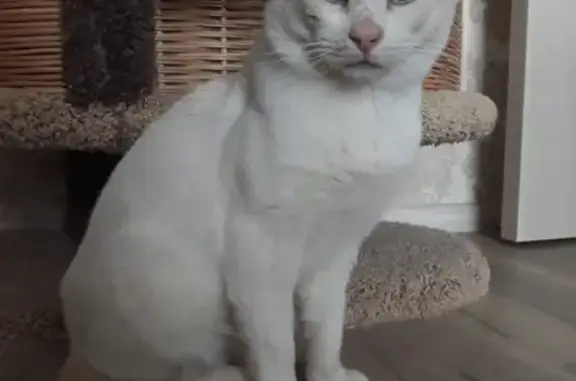 Найден кот с бирюзовыми глазами на пр. Вернадского