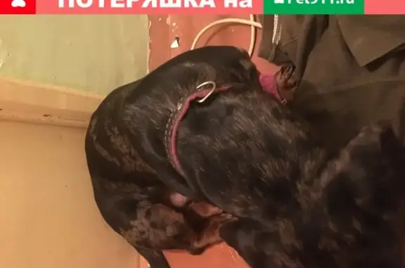 Найдена собака на Крыловской улице 46 в Омске