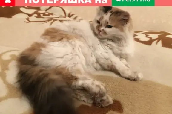 Найдена кошка в Тамбове на ул. Ореховой.