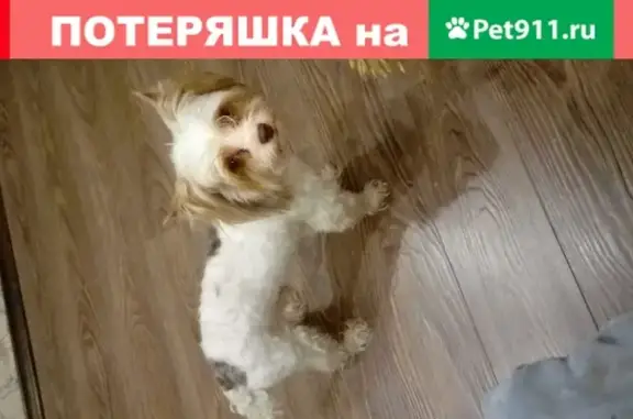 Найдена собака на ул. Антонова-Овсеенко, Самара