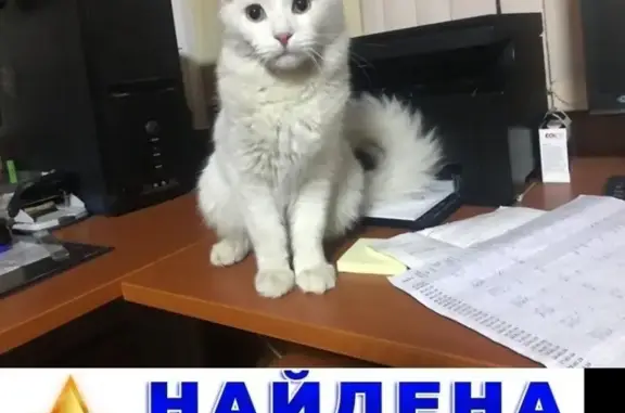 Найдена кошка на ул. Моховая в Москве