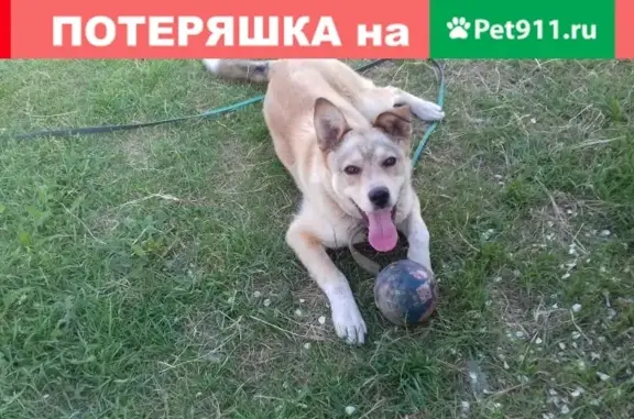 Собаки потеряшки, Липецк, фото: Потеряшка собака в Липецке, район Ссёлки