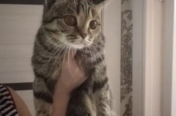 Найдена кошка в Тюмени