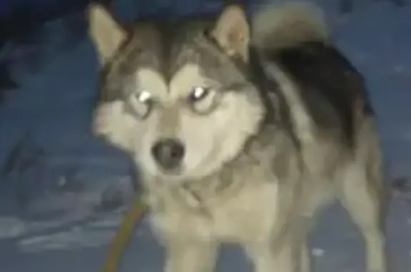 Пропала собака в Улан-Удэ, порода Аляскинский Маламут, имя Бакс, серо-светлый окрас.