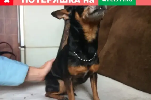 Найдена собака в Барнауле, Алтайский край