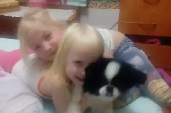 Собаки потеряшки, Майна, фото: Потеряшка собака в Майнском районе Ульяновской области