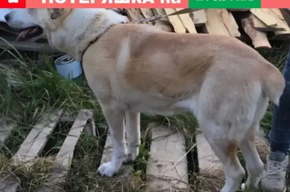 Пропала алабайка Рада в Великом Новгороде