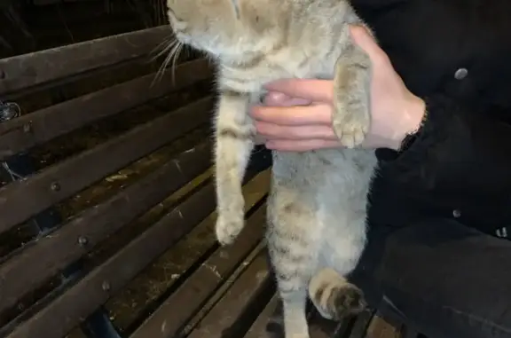Найдена породистая кошка на пр. Ленина, 30