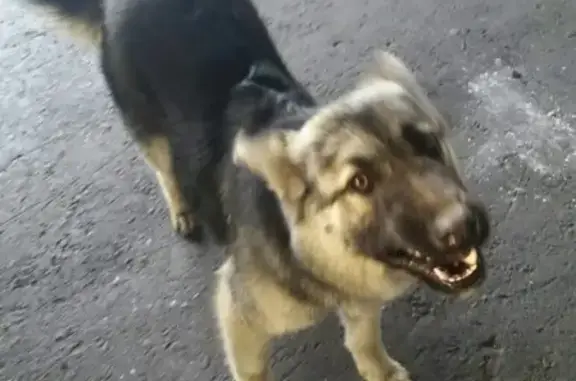 Найдена собака на ул. Космонавтов