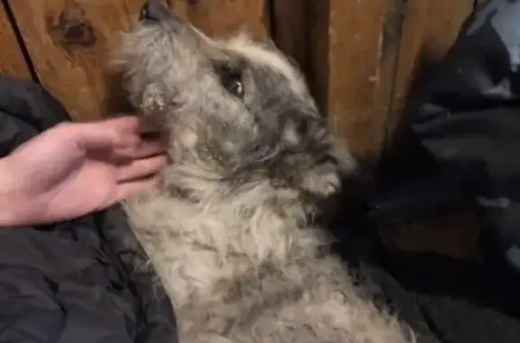 Собака найдена в Калтане, ищем хозяев!