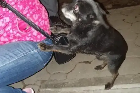 Найдена собака в Первомайском, Иркутск