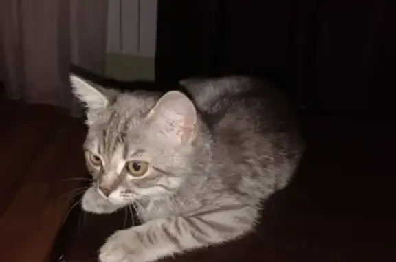 Найдена кошка на сиреневом в Магнитогорске