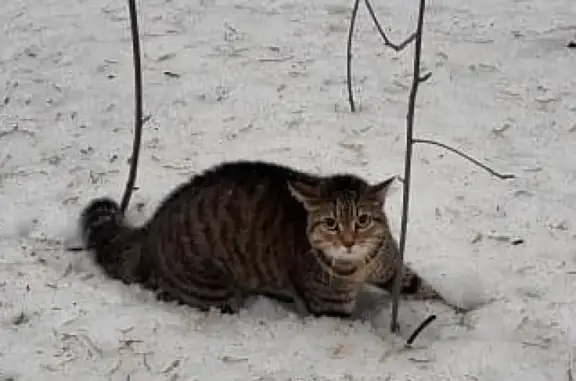 Найдена кошка в Барнауле, район Лесная сказка