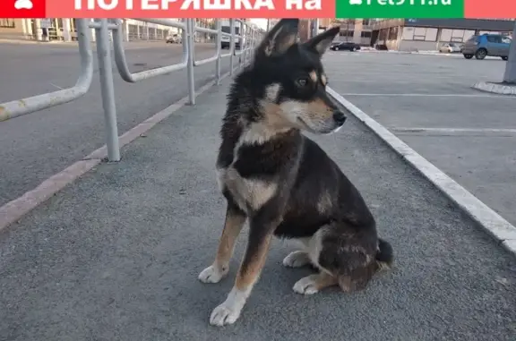 Найдена собака у памятника Курчатова в Челябинске
