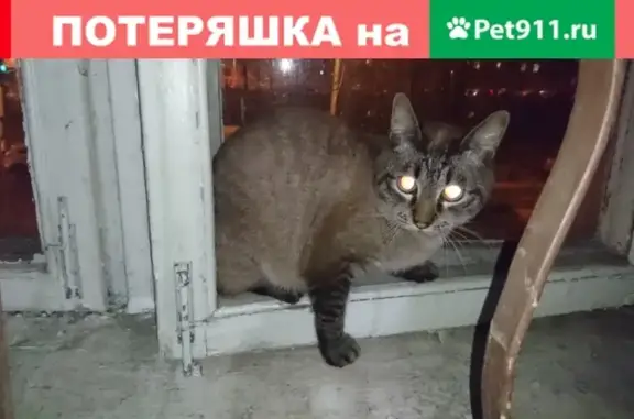 Найдена кошка на ул. Седова в СПб