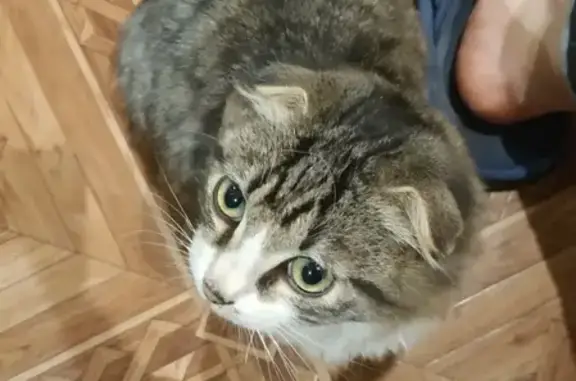 Найден вислоухий котенок возле Набережной в Брянске