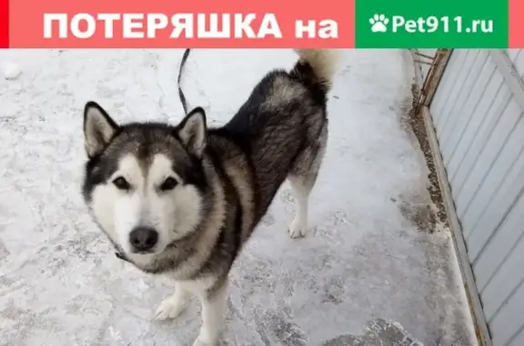 Пропала собака в районе Старково, Жуковский