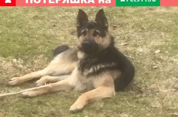 Пропала собака Вольт в Калинино-Рапатилы, Выборг