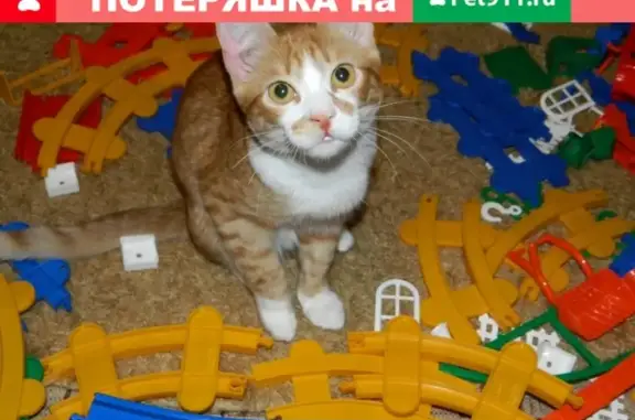 Пропала кошка в Оболони, Ноябрьск
