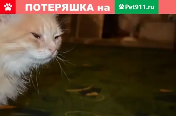 Пропала кошка Персик на улице Кольцова, Пушкинский район, Московская область