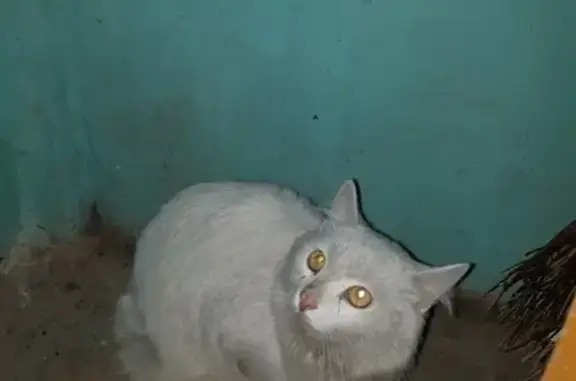 Найден белый кот в районе Горпарка, Саратов