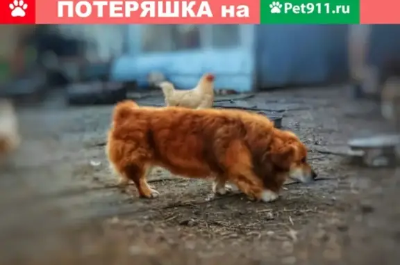 Пропала собака ДРУЖОК в Калининградской области