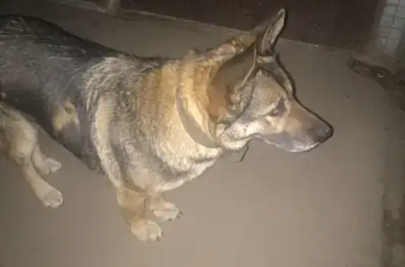 Найдена собака на ул. Юбилейная, д. 69, ищет свой дом.