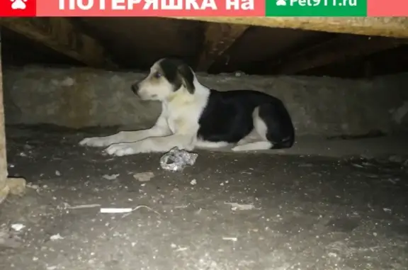 Найден домашний пёсик на ул. Ген. Лукина