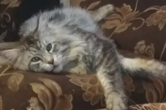 Потерянные животные Ярославль, фото: Пропал мейн-кун на Суздалке, контакты внутри.