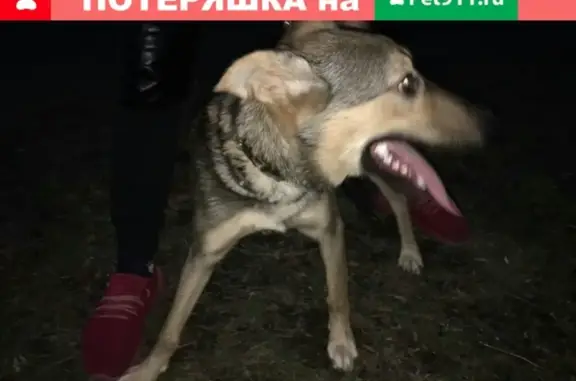 Собака найдена на Советском проспекте, ищет хозяев!