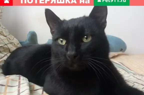 Найден домашний кот на Доваторцев 86/2 в Ставрополе