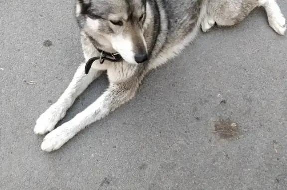 Найдена собака в северном районе Ростова